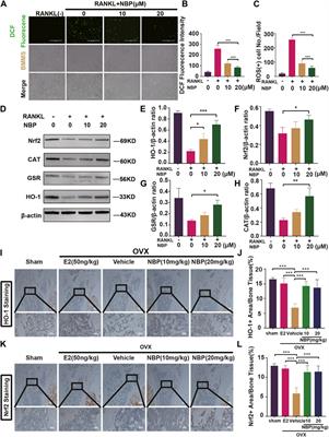 Unveiling the potential of Butylphthalide: inhibiting osteoclastogenesis and preventing bone loss